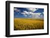 Rolling Hills of Harvest Wheat-Terry Eggers-Framed Photographic Print