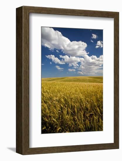 Rolling Hills of Harvest Wheat-Terry Eggers-Framed Photographic Print