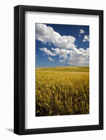 Rolling Hills of Harvest Wheat-Terry Eggers-Framed Photographic Print