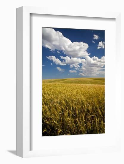 Rolling Hills of Harvest Wheat-Terry Eggers-Framed Photographic Print