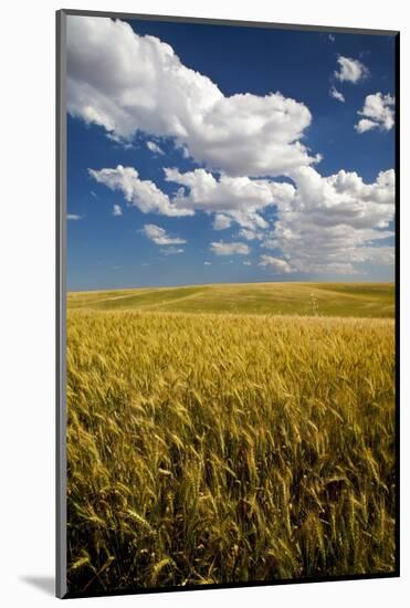 Rolling Hills of Harvest Wheat-Terry Eggers-Mounted Photographic Print
