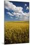 Rolling Hills of Harvest Wheat-Terry Eggers-Mounted Photographic Print