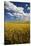 Rolling Hills of Harvest Wheat-Terry Eggers-Stretched Canvas
