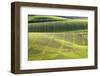 Rolling Hills of Peas-null-Framed Photographic Print