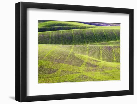 Rolling Hills of Peas-null-Framed Photographic Print