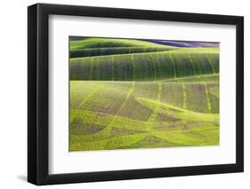 Rolling Hills of Peas-null-Framed Photographic Print
