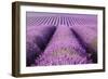 Rolling Hills of Purple-Michael Blanchette-Framed Photographic Print