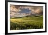 Rolling hills of wheat at sunrise, Palouse region, Washington State.-Adam Jones-Framed Premium Photographic Print