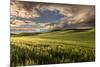 Rolling hills of wheat at sunrise, Palouse region, Washington State.-Adam Jones-Mounted Premium Photographic Print