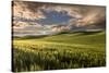 Rolling hills of wheat at sunrise, Palouse region, Washington State.-Adam Jones-Stretched Canvas