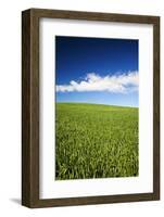 Rolling Hills of Wheat-null-Framed Photographic Print