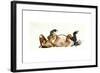 Rolling Horse (Przewalski), 2013-Mark Adlington-Framed Giclee Print