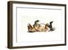 Rolling Horse (Przewalski), 2013-Mark Adlington-Framed Giclee Print