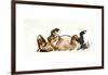 Rolling Horse (Przewalski), 2013-Mark Adlington-Framed Giclee Print