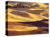 Rolling Wheat and Fallow Fields-Darrell Gulin-Stretched Canvas