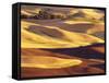 Rolling Wheat and Fallow Fields-Darrell Gulin-Framed Stretched Canvas