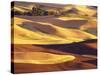 Rolling Wheat and Fallow Fields-Darrell Gulin-Stretched Canvas