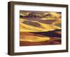 Rolling Wheat and Fallow Fields-Darrell Gulin-Framed Photographic Print