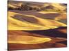 Rolling Wheat and Fallow Fields-Darrell Gulin-Stretched Canvas