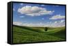 Rolling Wheat Fields with Lone Tree-Terry Eggers-Framed Stretched Canvas