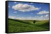 Rolling Wheat Fields with Lone Tree-Terry Eggers-Framed Stretched Canvas