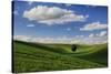 Rolling Wheat Fields with Lone Tree-Terry Eggers-Stretched Canvas