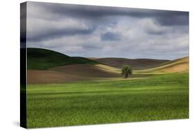 Rolling Wheat Fields with Lone Tree-Terry Eggers-Stretched Canvas