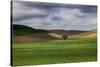 Rolling Wheat Fields with Lone Tree-Terry Eggers-Stretched Canvas