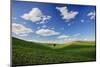 Rolling Wheat Fields with Lone Tree-Terry Eggers-Mounted Photographic Print