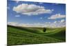 Rolling Wheat Fields with Lone Tree-Terry Eggers-Mounted Photographic Print