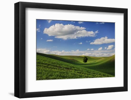 Rolling Wheat Fields with Lone Tree-Terry Eggers-Framed Photographic Print