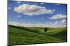 Rolling Wheat Fields with Lone Tree-Terry Eggers-Mounted Photographic Print