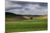 Rolling Wheat Fields with Lone Tree-Terry Eggers-Mounted Photographic Print