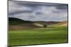 Rolling Wheat Fields with Lone Tree-Terry Eggers-Mounted Photographic Print