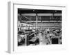 Rolls-Royce Silver Ghosts under Construction, Derby, C1912-null-Framed Photographic Print