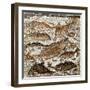 Roman Art : Fishes-null-Framed Photographic Print