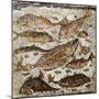 Roman Art : Fishes-null-Mounted Photographic Print