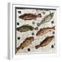 Roman Art : Fishes-null-Framed Photographic Print