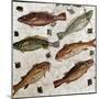 Roman Art : Fishes-null-Mounted Photographic Print