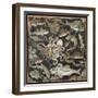 Roman Art : Marine Life-null-Framed Photographic Print