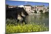 Roman Bridge Spanning the Arga River, Puente La Reina, Navarra, Spain-David R. Frazier-Mounted Photographic Print