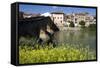 Roman Bridge Spanning the Arga River, Puente La Reina, Navarra, Spain-David R. Frazier-Framed Stretched Canvas