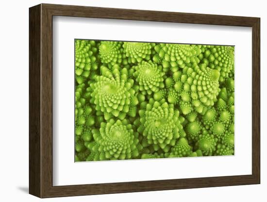 Roman Broccoli Isolated on White-O Bellini-Framed Photographic Print