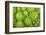 Roman Broccoli Isolated on White-O Bellini-Framed Photographic Print