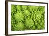 Roman Broccoli Isolated on White-O Bellini-Framed Photographic Print