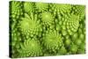 Roman Broccoli Isolated on White-O Bellini-Stretched Canvas