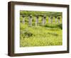 Roman columns rising above field of wildflowers-O. and E. Alamany and Vicens-Framed Photographic Print