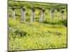 Roman columns rising above field of wildflowers-O^ and E^ Alamany and Vicens-Mounted Photographic Print