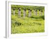 Roman columns rising above field of wildflowers-O. and E. Alamany and Vicens-Framed Photographic Print