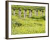 Roman columns rising above field of wildflowers-O. and E. Alamany and Vicens-Framed Photographic Print